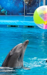 Download Dolphin Live Wallpaper